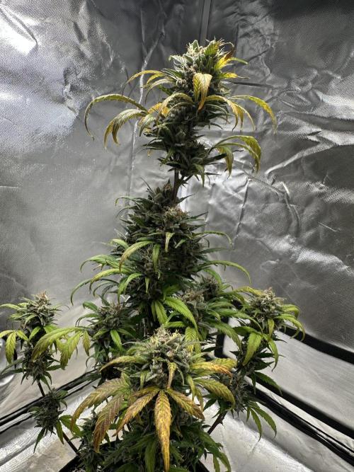 Ghost Train Haze Auto. Week 10