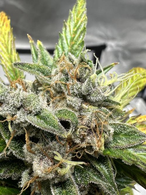 Ghost Train Haze Auto. Week 10