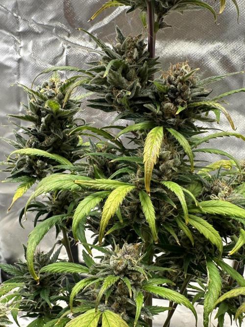 Ghost Train Haze Auto. Week 10