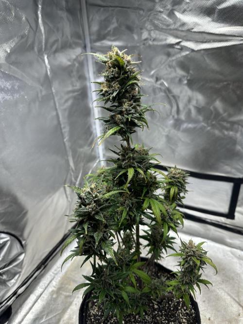 Ghost Train Haze Auto. Week 10
