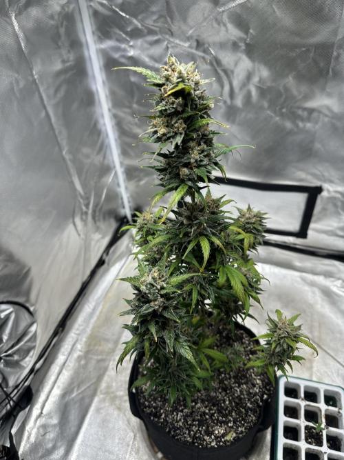 Ghost Train Haze Auto. Week 10