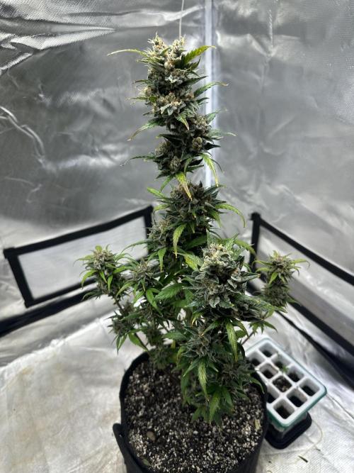 Ghost Train Haze Automatic. Week 10