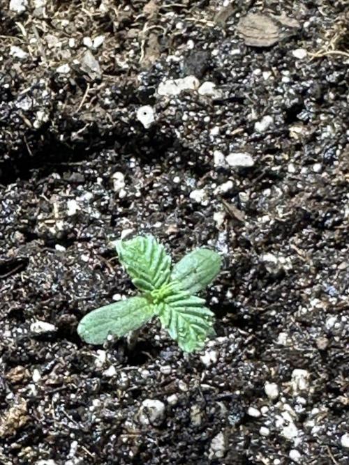 Northern Lights Zam. Week 1