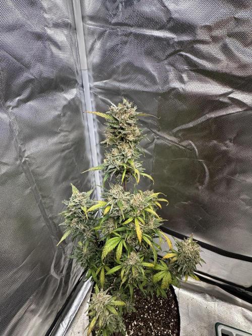 Ghost Train Haze Auto. Week 11