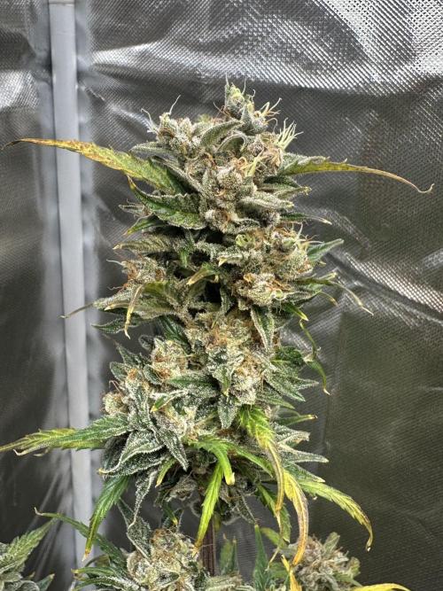 Ghost Train Haze Auto. Week 11