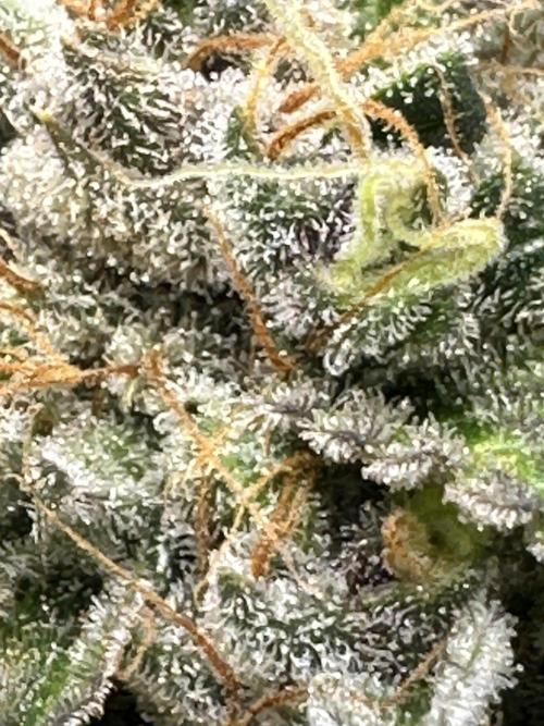 Ghost Train Haze Auto. Week 11