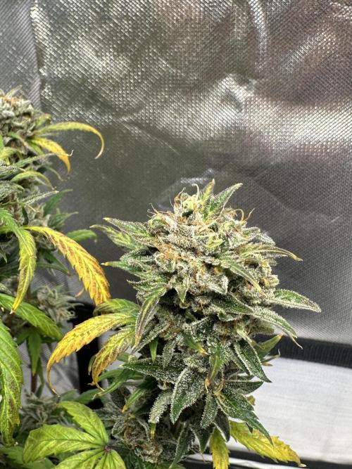 Ghost Train Haze Auto. Week 11