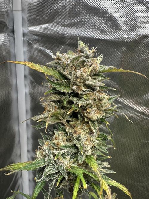 Ghost Train Haze Auto. Week 11