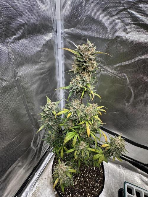 Ghost Train Haze Auto. Week 11