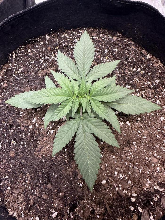 Northern Lights Zam. Week 2