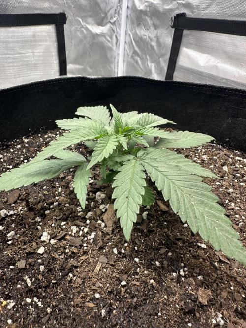 Northern Lights Zam. Week 3