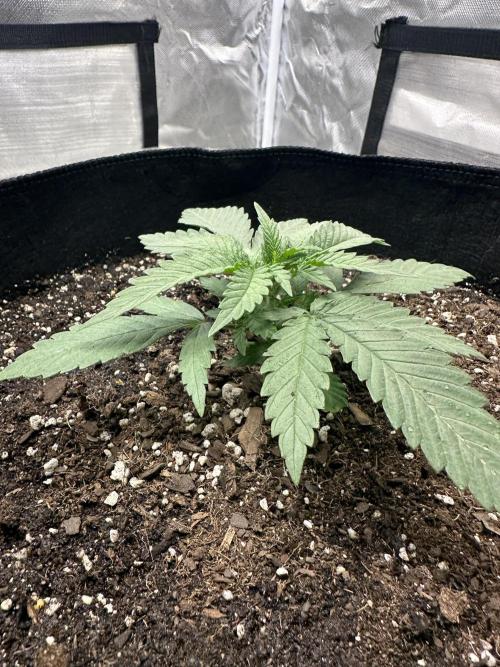 Northern Lights Zam. Week 3