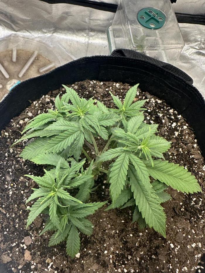 Northern Lights Zam. Week 4