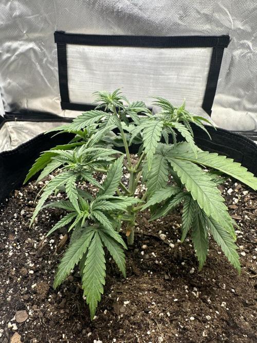 Northern Lights Zam. Week 5