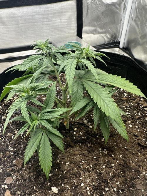 Northern Lights Zam. Week 5