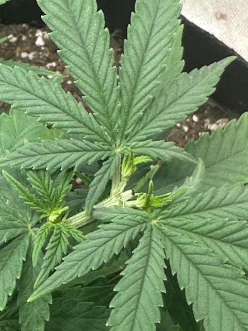 Northern Lights Zam. Week 6