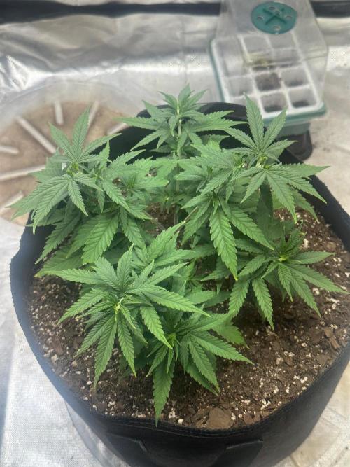 Northern Lights Zam. Week 6