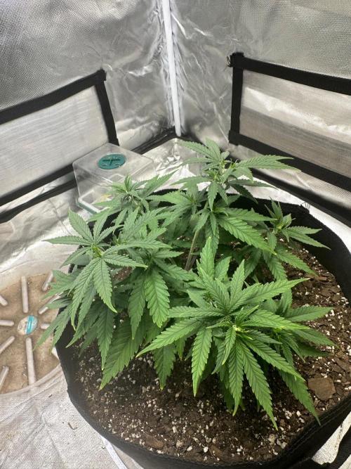 Northern Lights Zam. Week 6