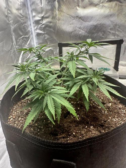 Northern Lights Zam. Week 6