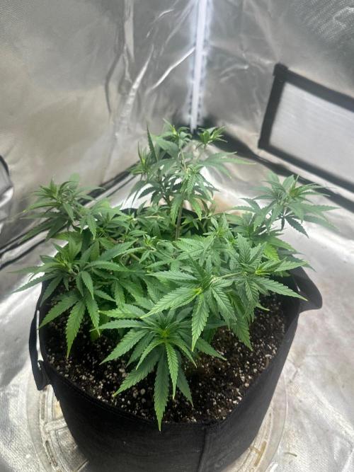 Northern Lights Zam. Week 7