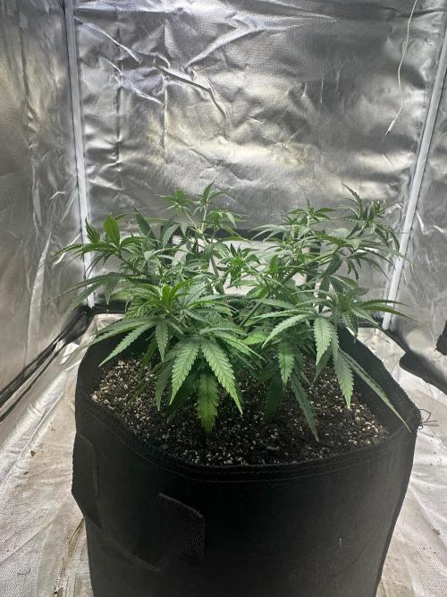 Northern Lights Zam. Week 7