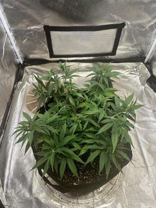 Northern Lights. Week 7