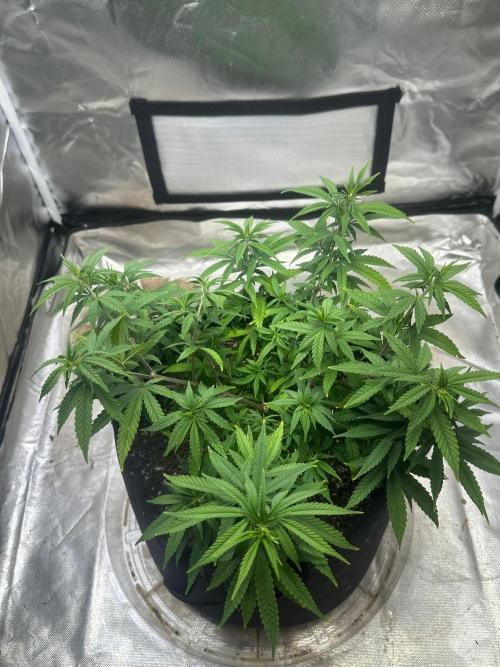 Northern Lights Zam. Week 8