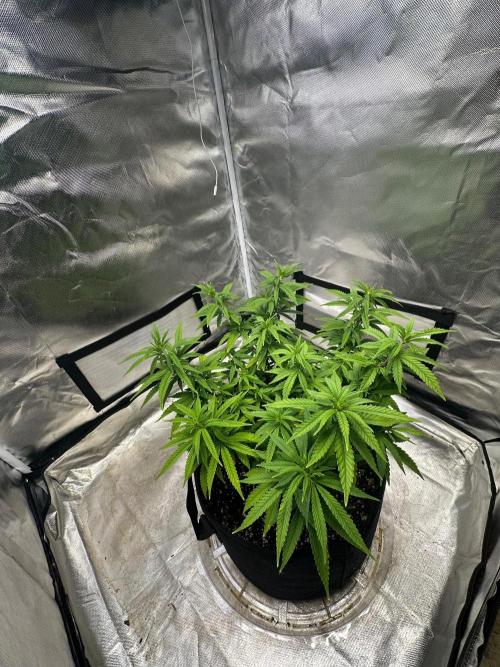 Northern Lights Zam. Week 9