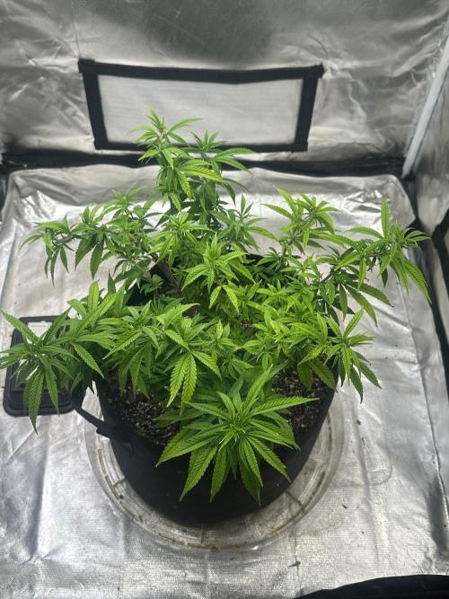 Northern Lights Zam. Week 10