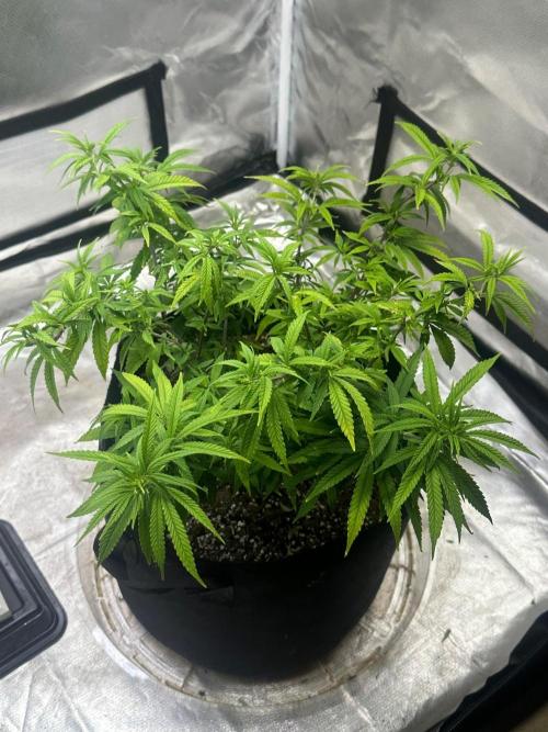 Northern Lights Zam. Week 10