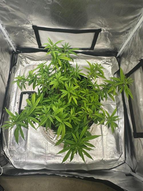 Northern Lights Zam. Week 10