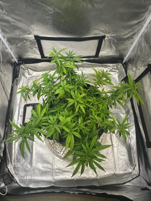 Northern Lights Zam. Week 10