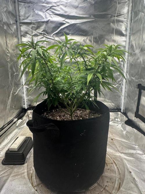 Northern Lights Zam. Week 10