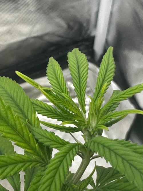 Northern Lights Zam. Week 10