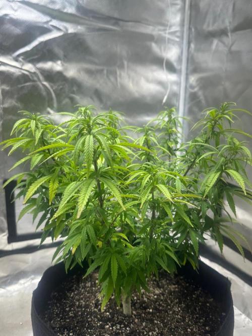Northern Lights Zam. Week 11