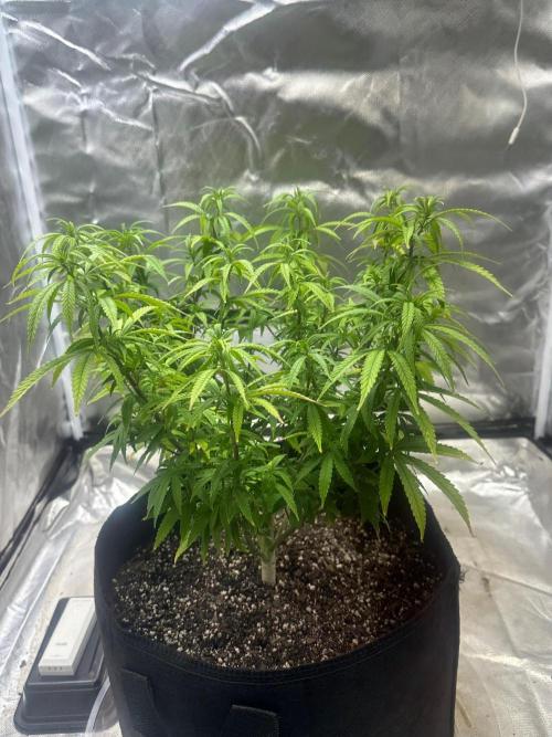 Northern Lights Zam. Week 11