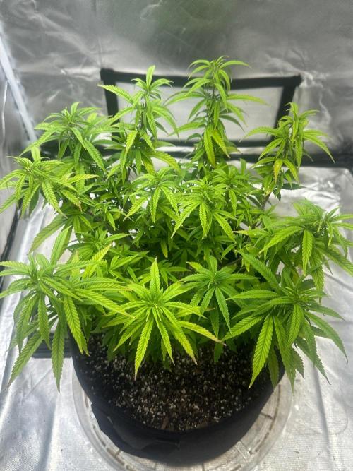 Northern Lights Zam. Week 11