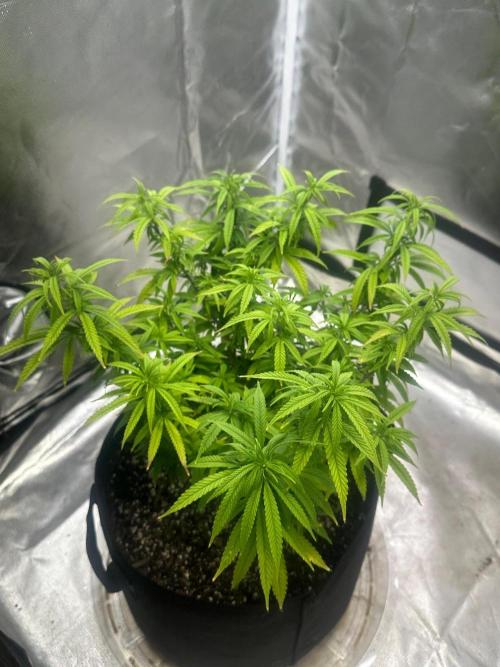 Northern Lights Zam. Week 11
