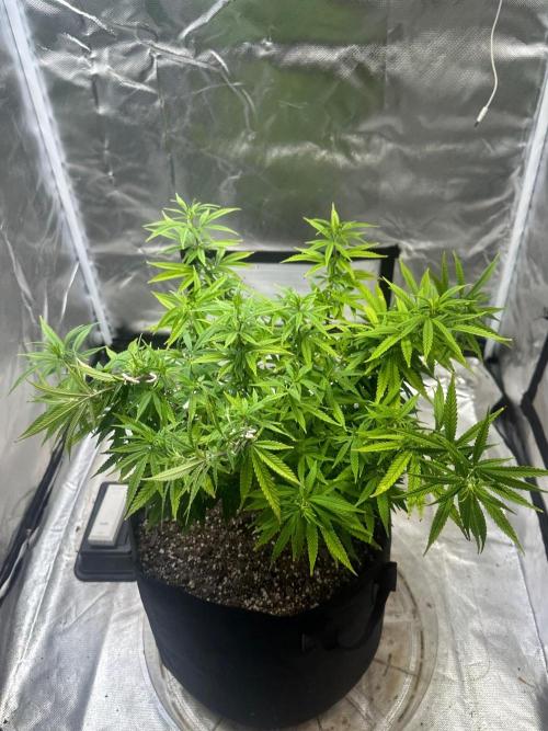 Northern Lights Zam. Week 12