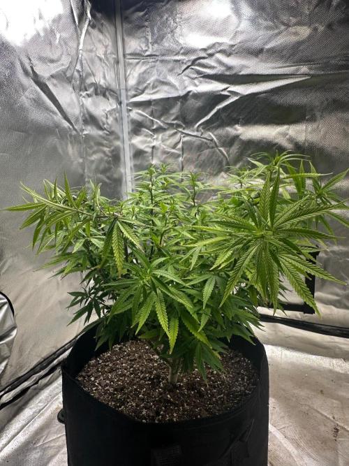 Northern Lights Zam. Week 12
