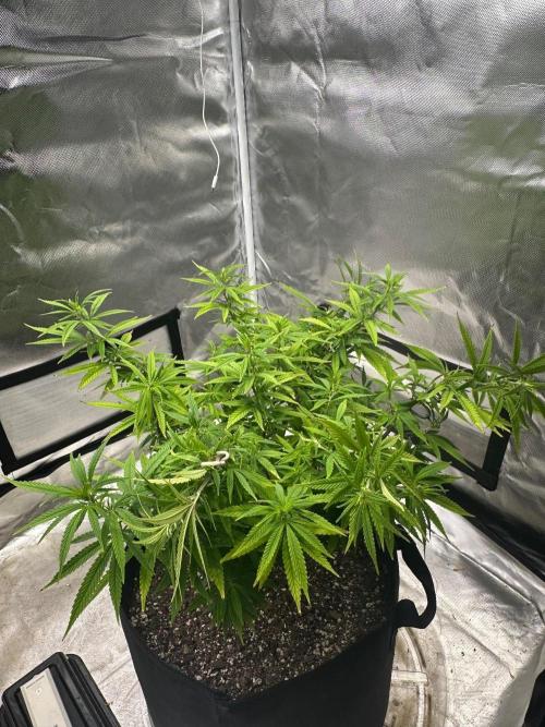 Northern Lights Zam. Week 12