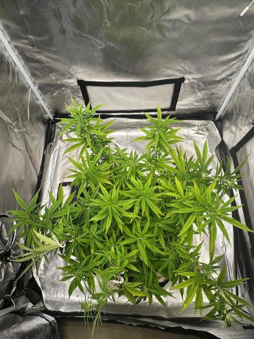Northern Lights Zam. Week 12