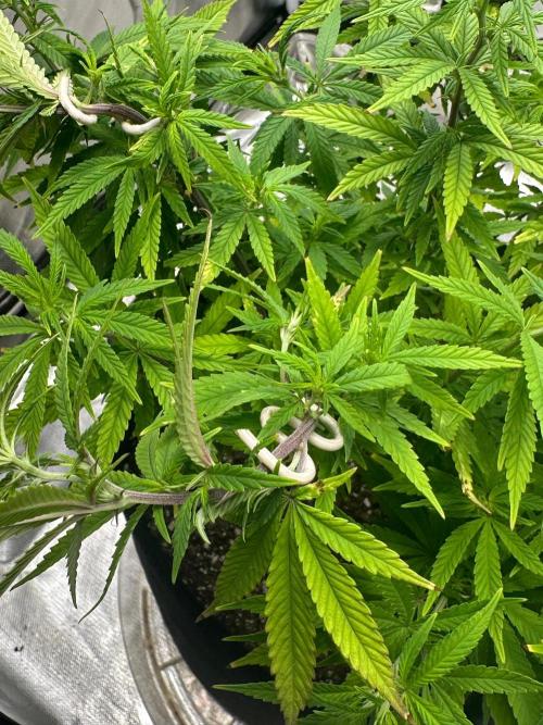 Northern Lights Zam. Week 12