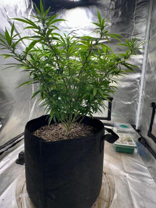 Northern Lights Zam. Week 13