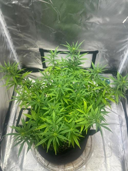Northern Lights Zam. Week 13
