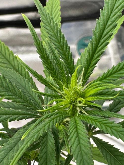Northern Lights Zam. Week 13