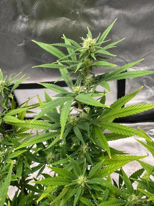 Northern Lights Zam. Week 14