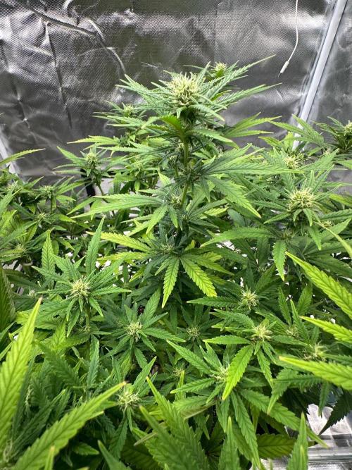Northern Lights Zam. Week 14