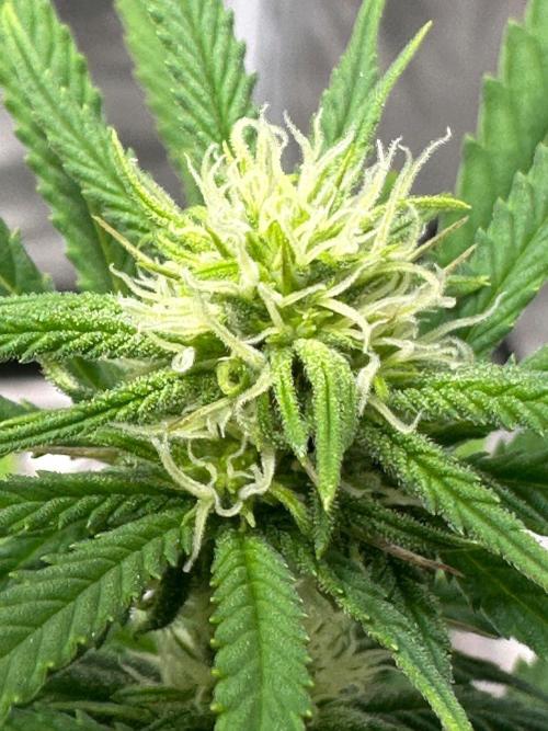 Northern Lights Zam. Week 14