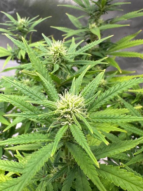 Northern Lights Zam. Week 14